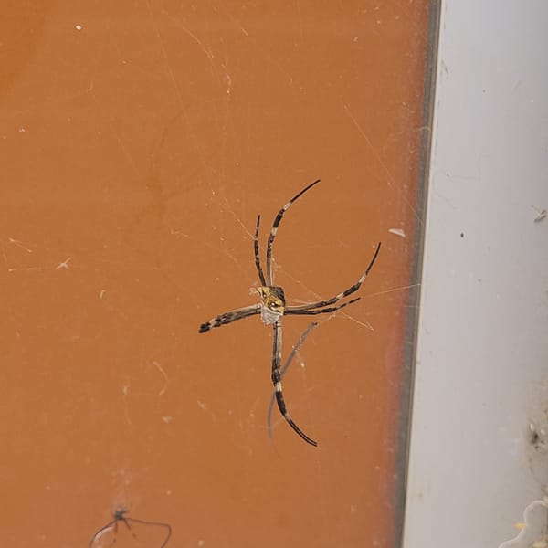 Banded garden spider spotted in web in Catamarca, Argentina