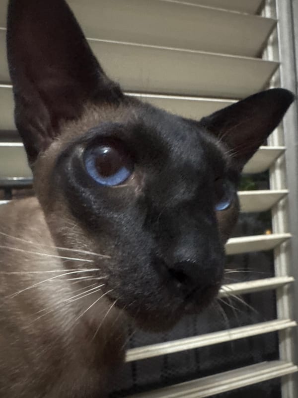 Siamese cat photographed by window blinds in Ramat Gan