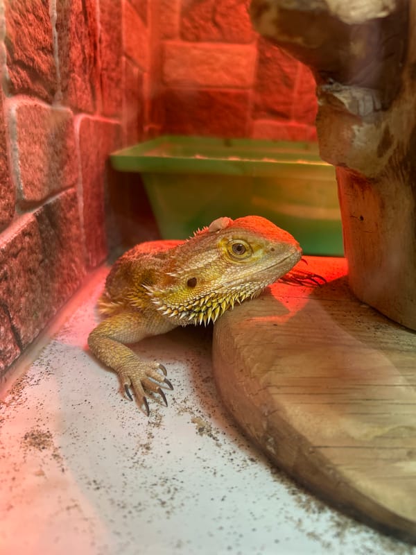 Mixed animal and street observations recorded in Chaikovsky, Russia