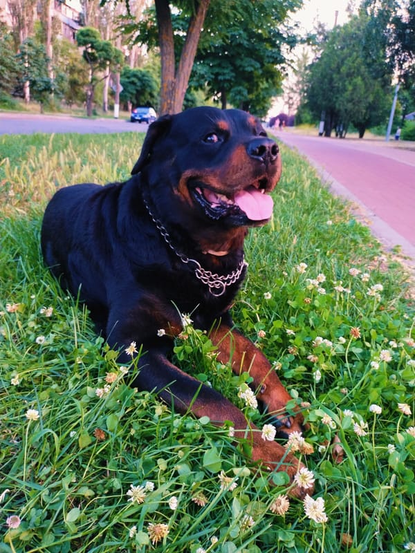 Rottweiler's evening out in Horishni Plavni, Ukraine