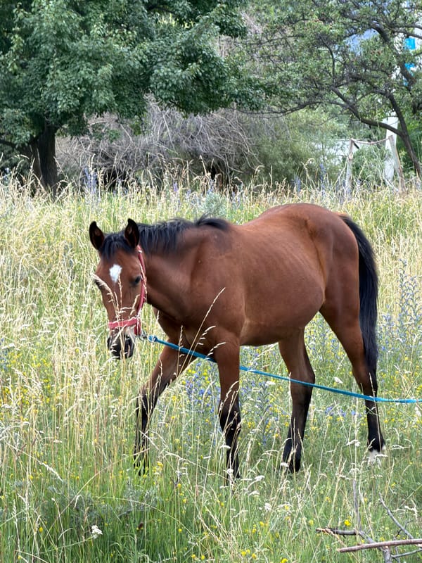 Rural landscapes, livestock, and outdoor activity across a mid-summer day