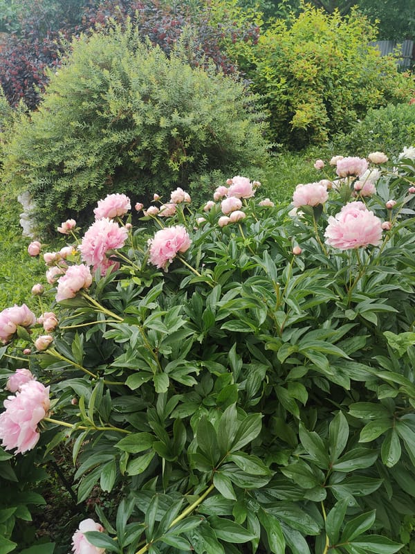 Summer garden blooms and fresh strawberries on a June morning