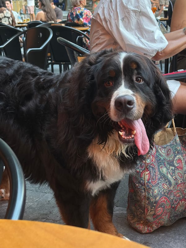 Bernese Mountain Dog chilling at a San Sebastián outdoor gathering