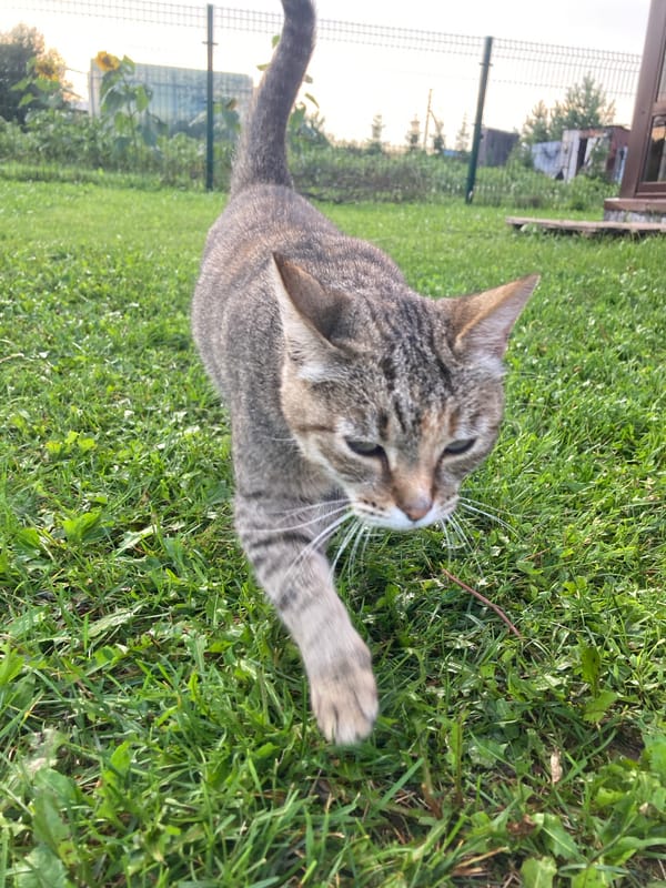Cats and garden blooms on a rainy summer afternoon in rural Russia