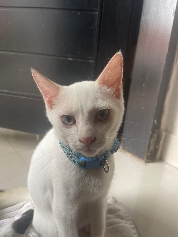 Multiple cats spotted indoors across Denpasar, Indonesia
