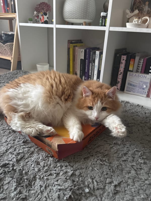 Cat rests on cardboard box in Zheleznogorsk home