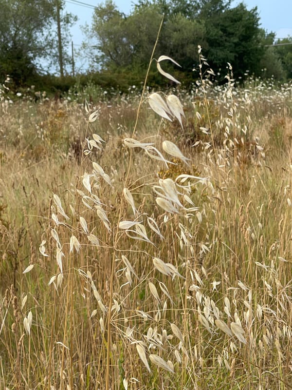 Afternoon on a Tuscan farm, summer harvest season