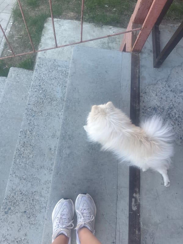 Person and Pomeranian dog spend morning on concrete steps