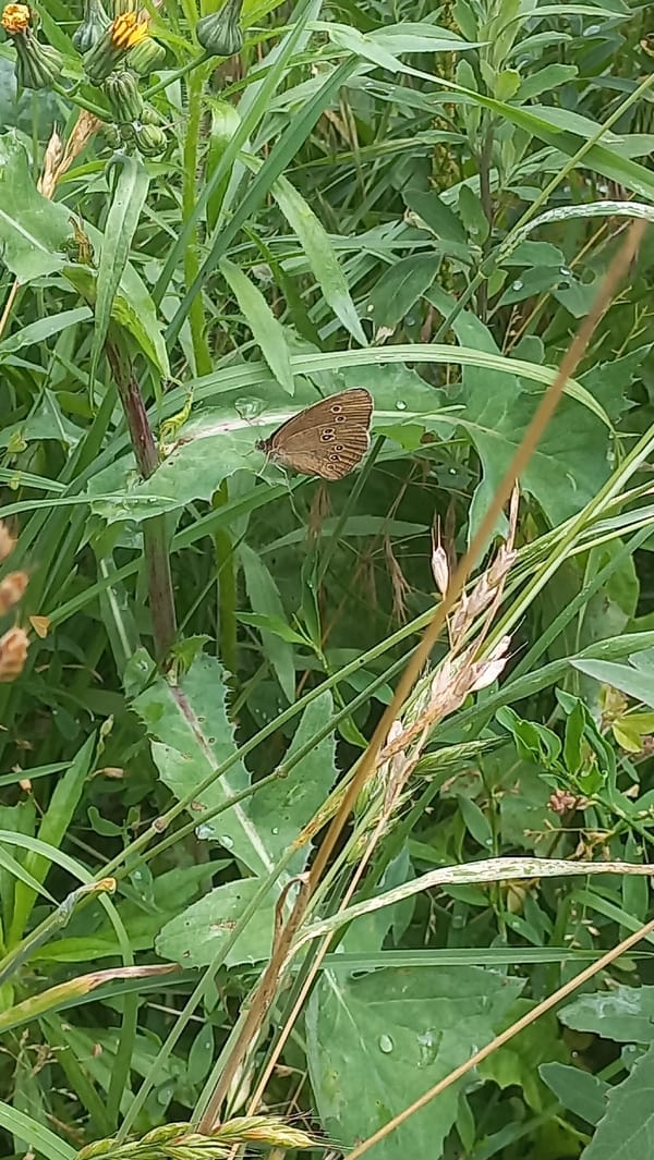 Bees, butterflies, and wildflowers on a summer morning