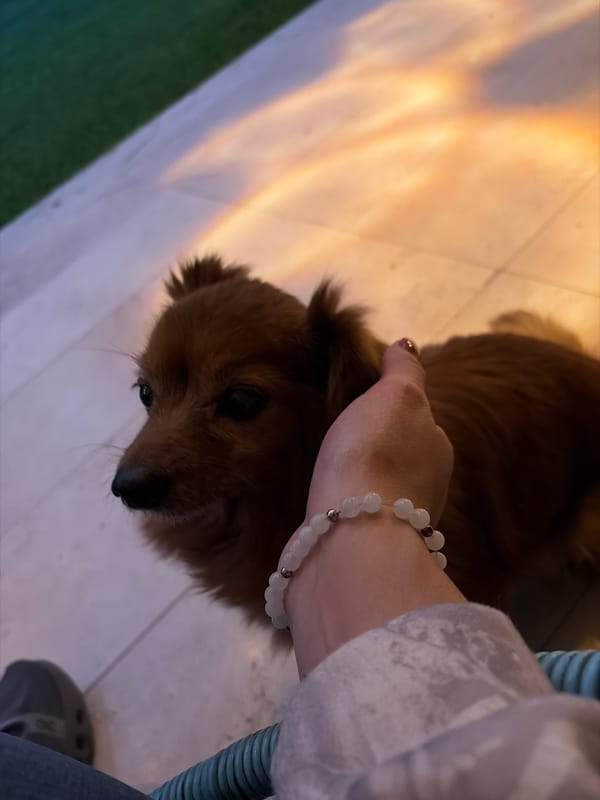 Person pets brown dog indoors in Cuernavaca home