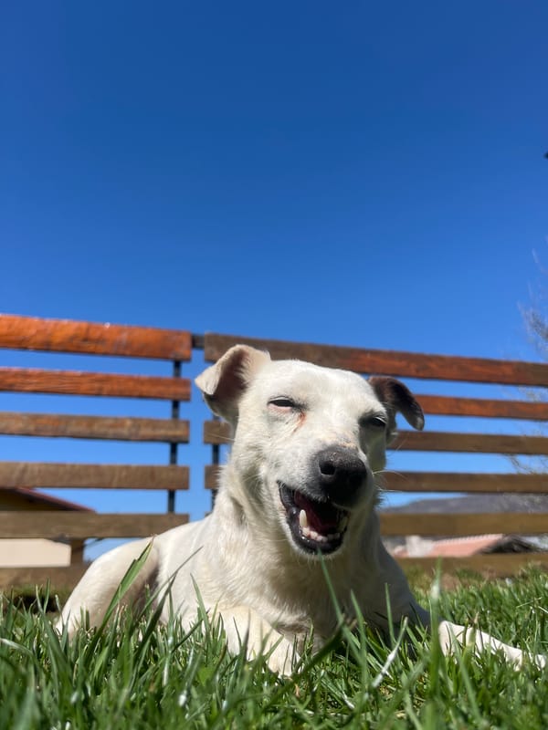 White dog rests in grass near wooden structure in Vladaya