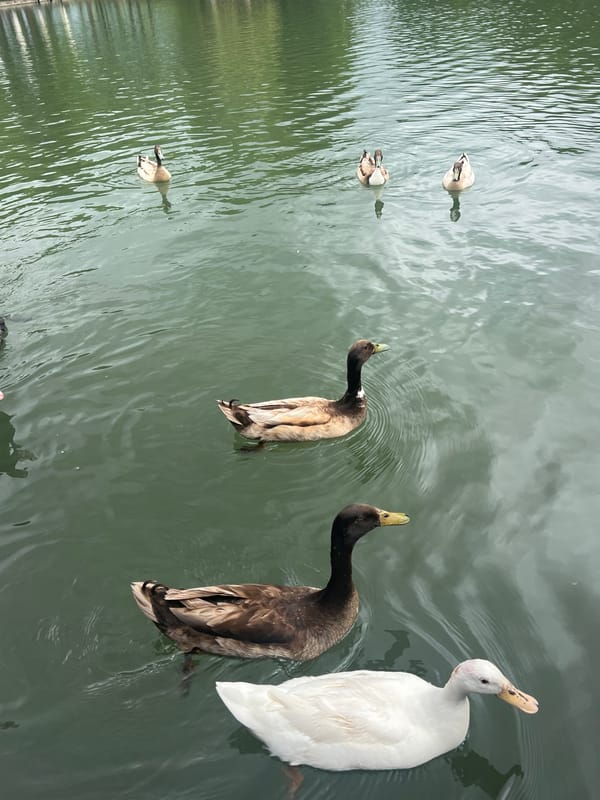 Ducks and ostrich spotted at Bulgarian animal enclosure