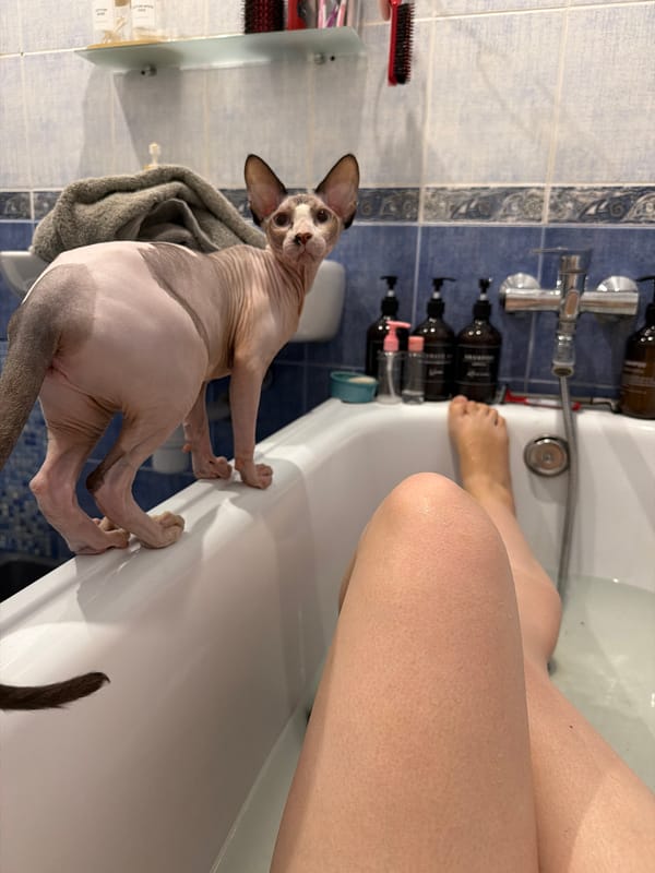 Sphynx and tabby cats at home in Odesa