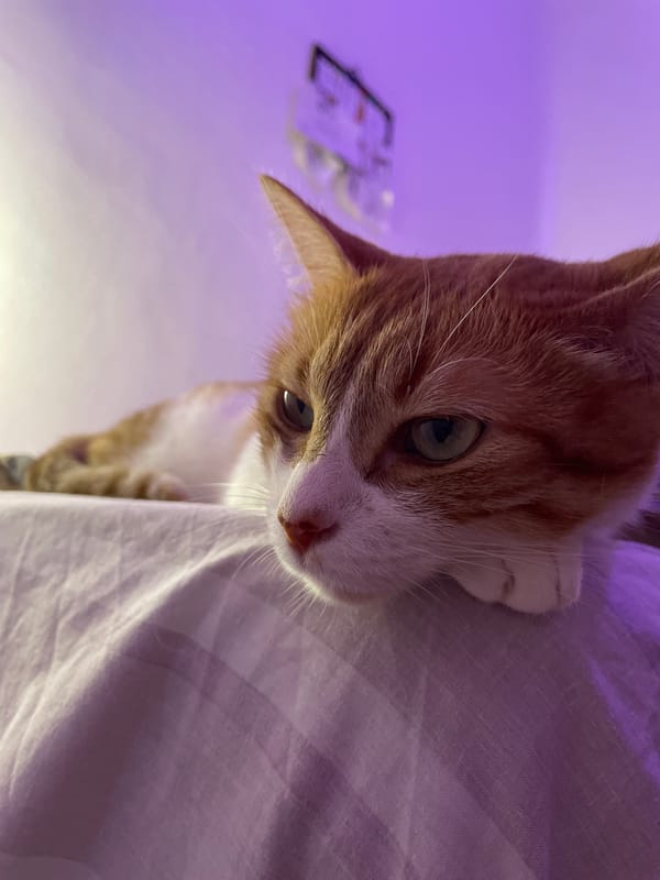 Intimate moments with cat and woman captured in Buenos Aires