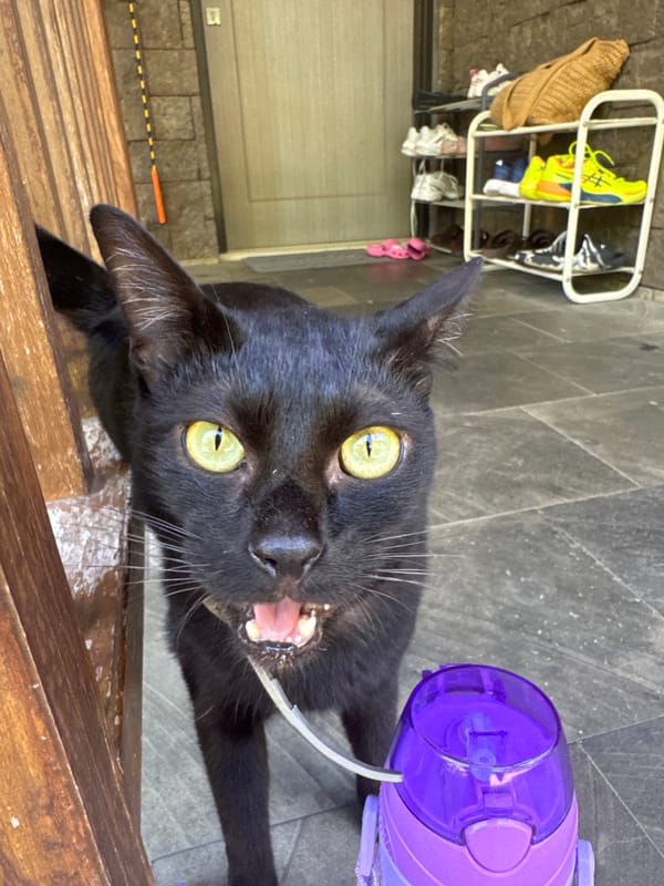 Morning domestic life documented in Indonesian coastal town