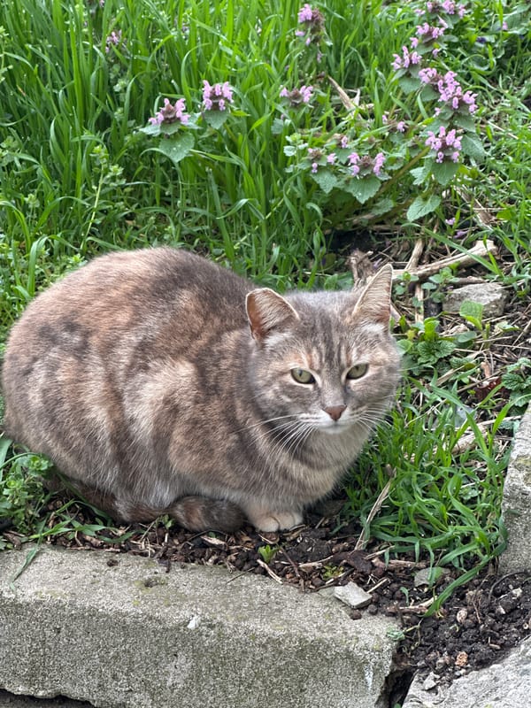 Morning moments in Burgas: cat sightings and car selfie