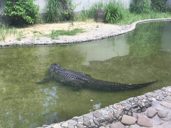 Sunny afternoon at Kharkiv zoo with animals and attractions