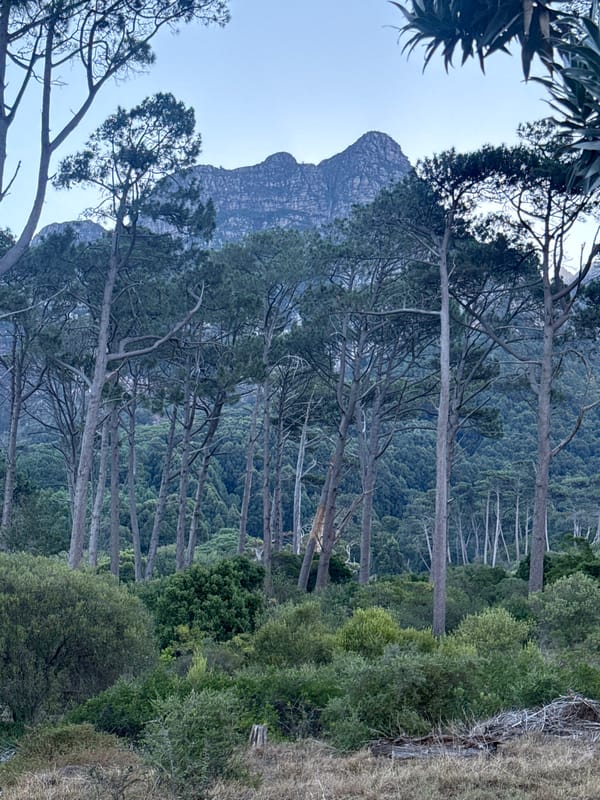 Table Mountain flora documented in Cape Town nature walk