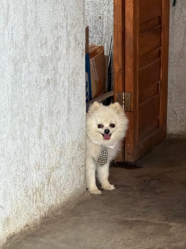 Dressed-up Pomeranian holding court in a Kintamani doorway