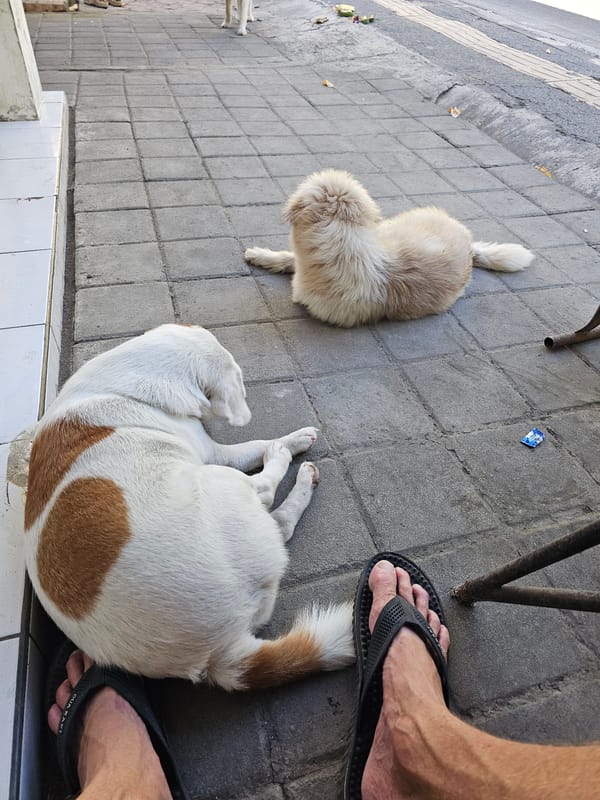 Woman interacts with street dogs on Denpasar sidewalk