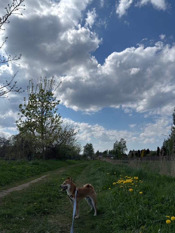 Woman walks Shiba Inu dog in Carnikava, Latvia