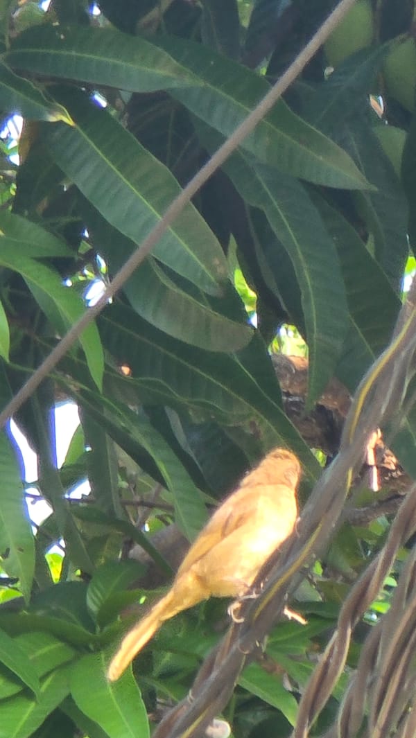 Early morning nature visit documented at Vietnamese heritage site