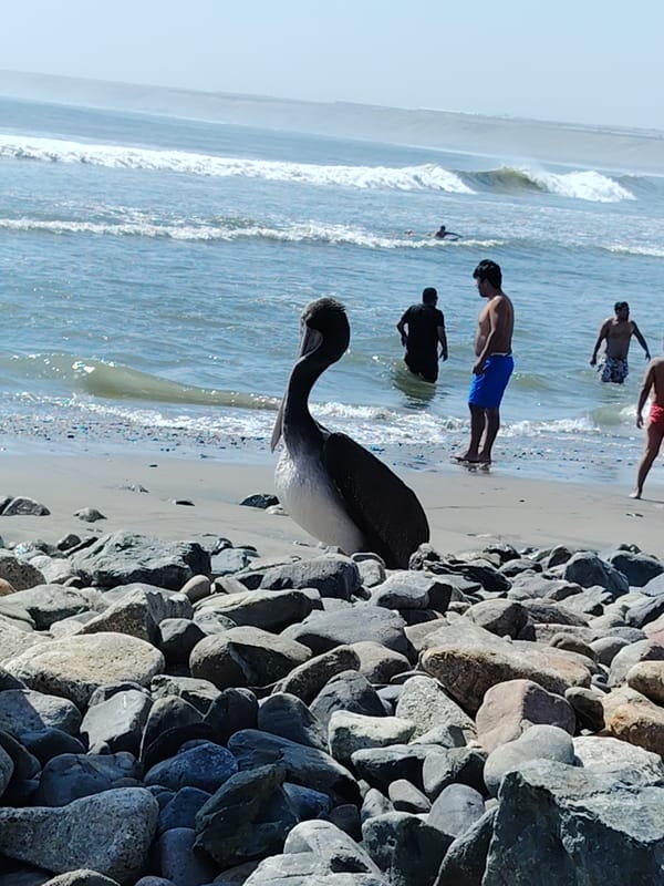 Pelican observed on rocks at Huanchaco beach among visitors