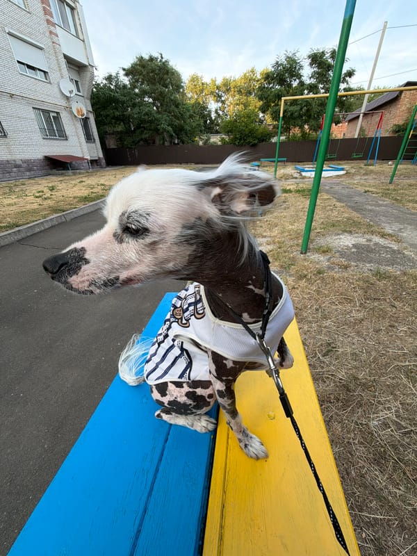 Chinese Crested dog's afternoon out in Ternopil