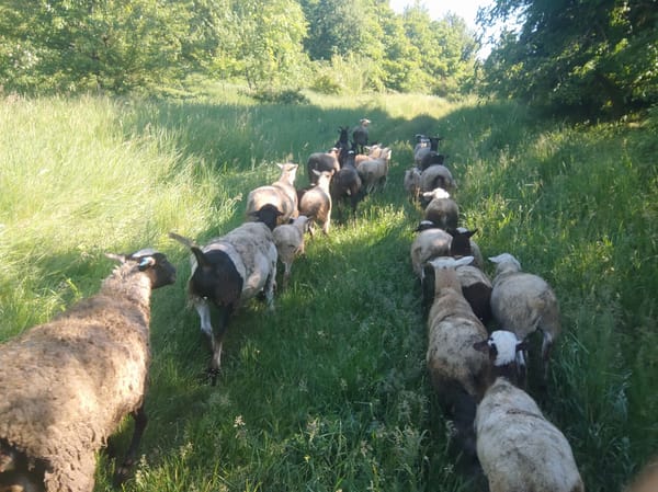 Sheep flock grazes in green pastures under clear skies