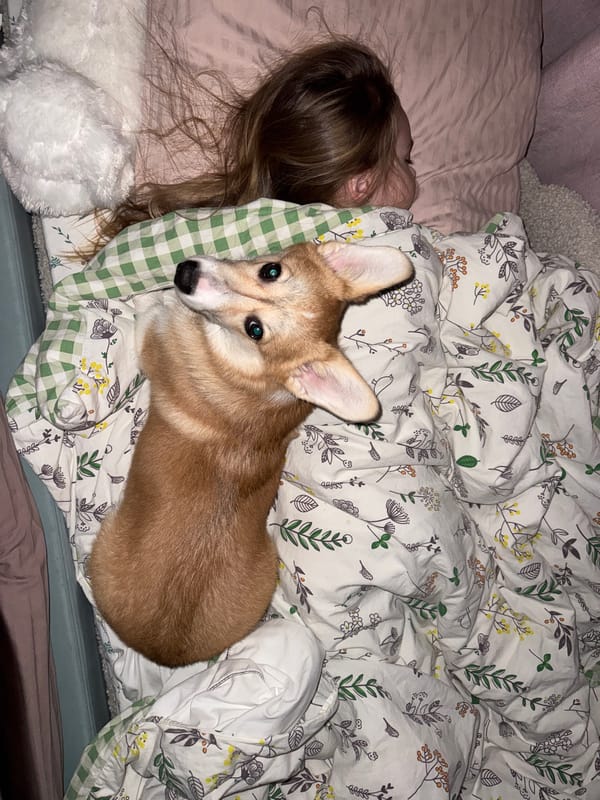 Corgi puppy plays with orange fruit in Russian home