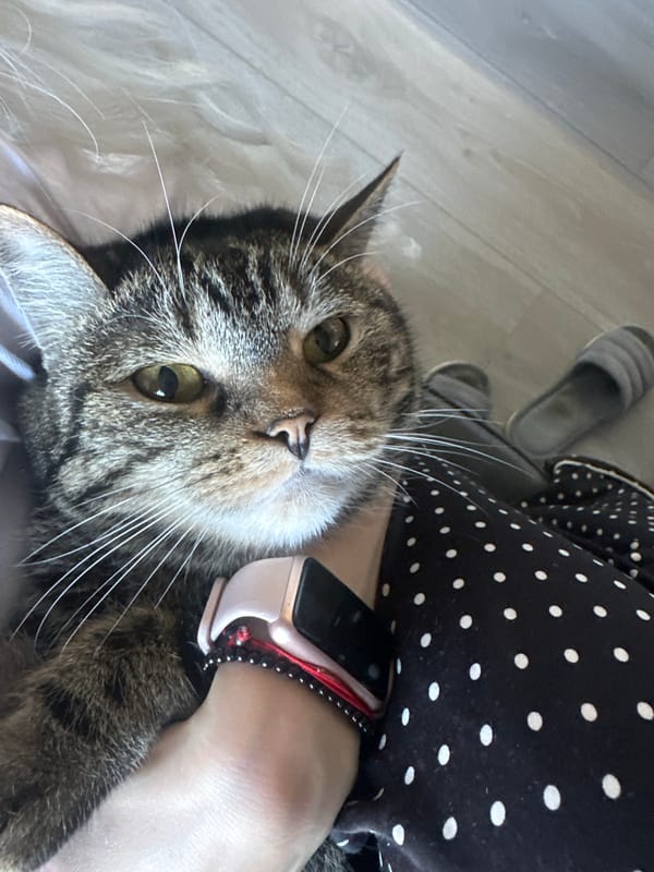 Tabby cat photographed in quiet indoor moment in Stavropol