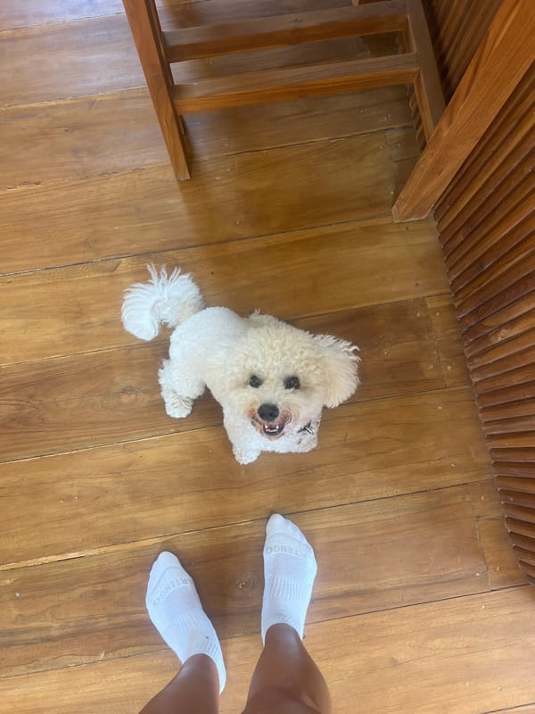 Bichon Frise named Murfy chills at home in Kediri