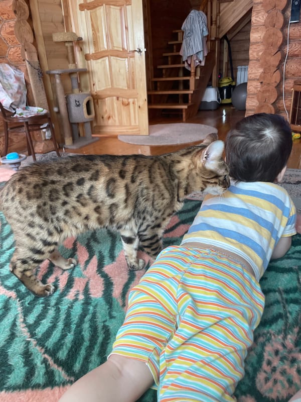 Morning domestic life: child plays with cat, toy register