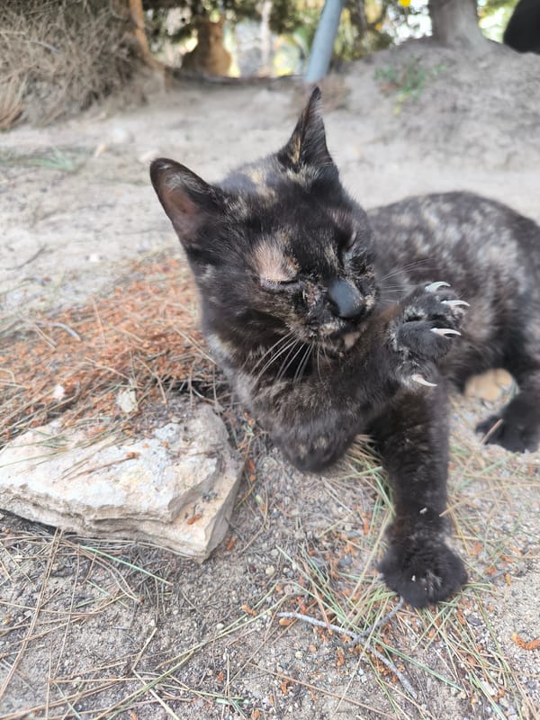 Three cats spotted in outdoor sandy area Wednesday afternoon
