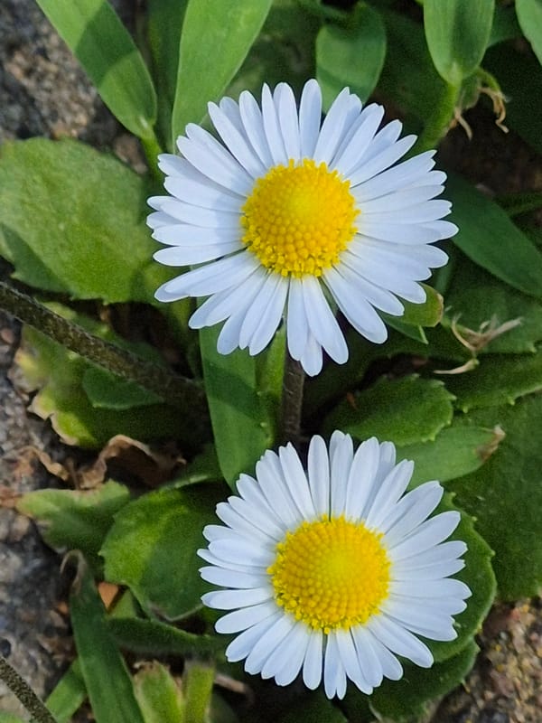 Backyard macro photography: flowers, bugs, and a chihuahua