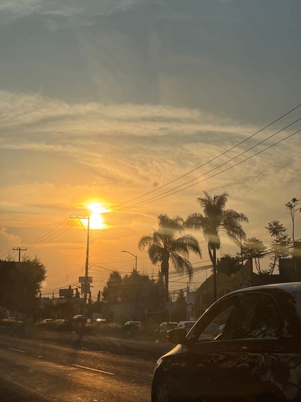 Vibrant sunset observed through palm trees in Puebla, Mexico