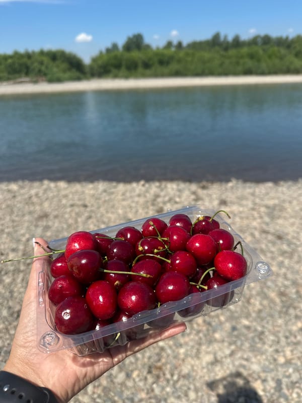 Fresh dark red cherries in hand, Bely Yar summer