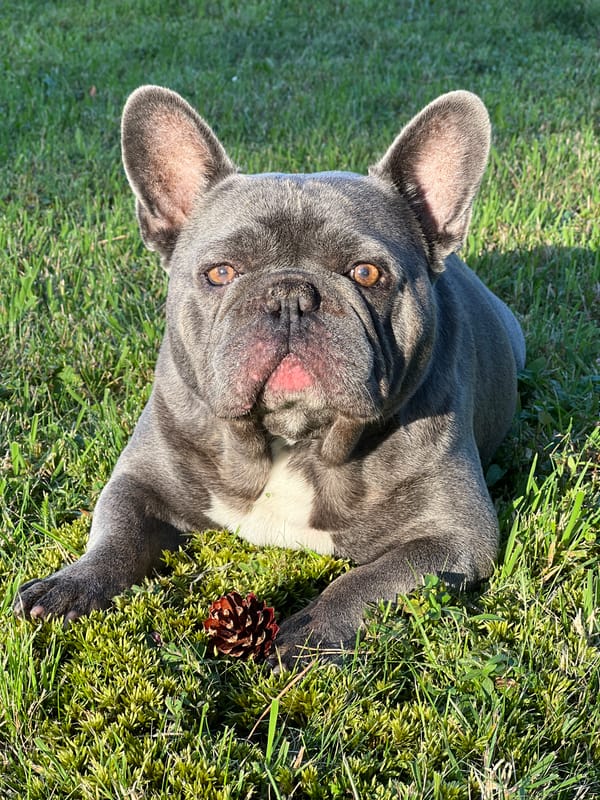 French bulldog and backyard nature details, ground level