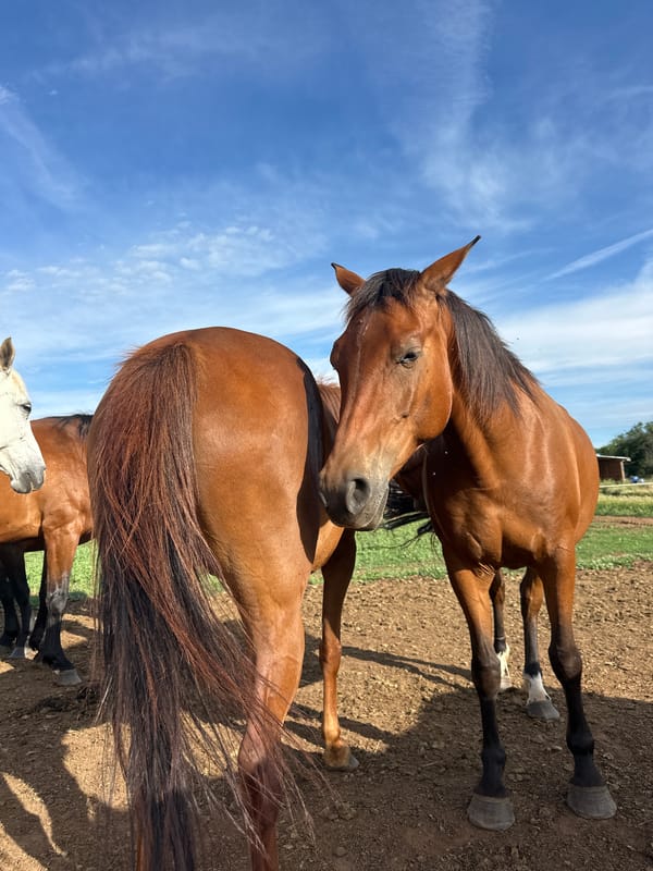 Horses in a fenced field under a clear Bulgarian sky