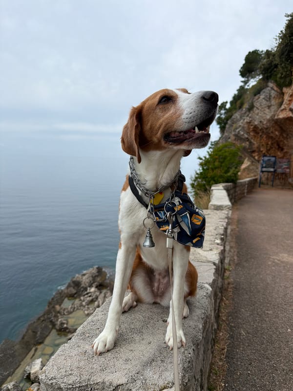 Dog in sailboat bandana rests on stone wall in Montenegro