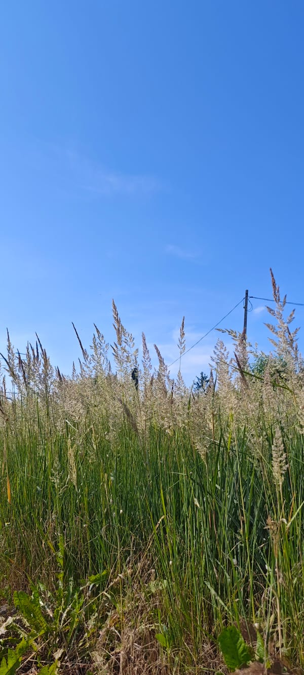 Summer afternoon in Ożarów Mazowiecki — nature and weather conditions