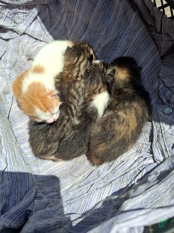 Four kittens found sleeping together on striped fabric
