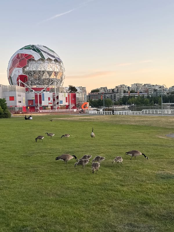 Canada geese families graze near Vancouver's Science World at dawn