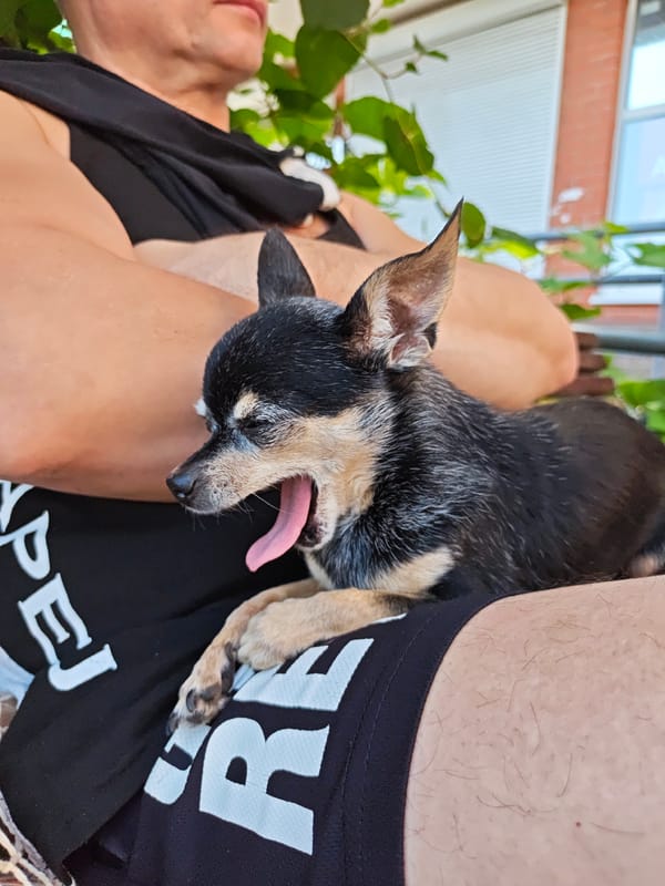 Chihuahua day and summer produce shopping in Shcherbinka