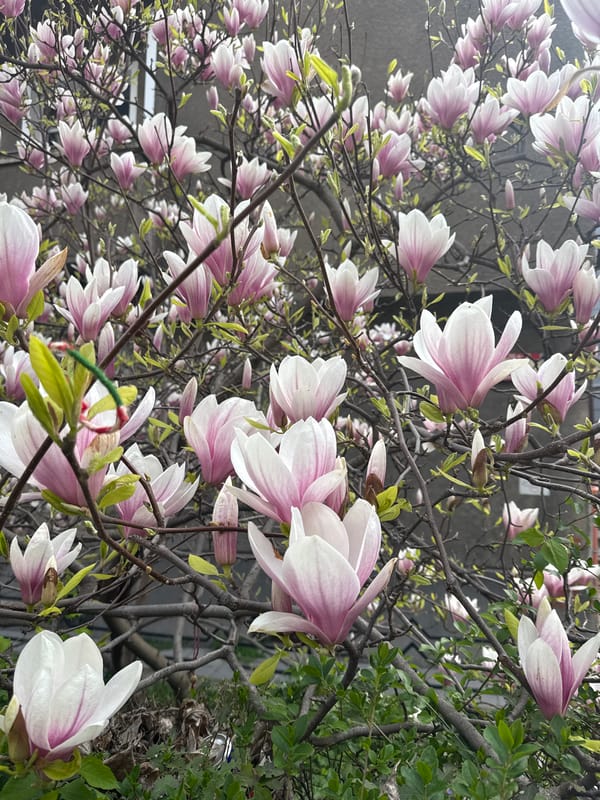 Magnolia tree blooms with pink-white flowers in Sofia