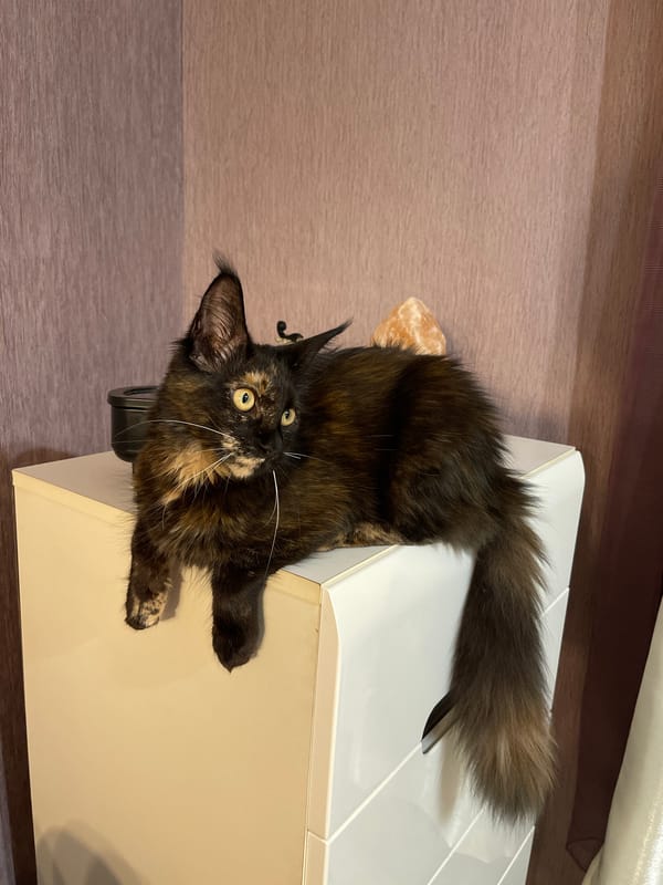 Tortoiseshell cat explores a quirky Varna apartment corner