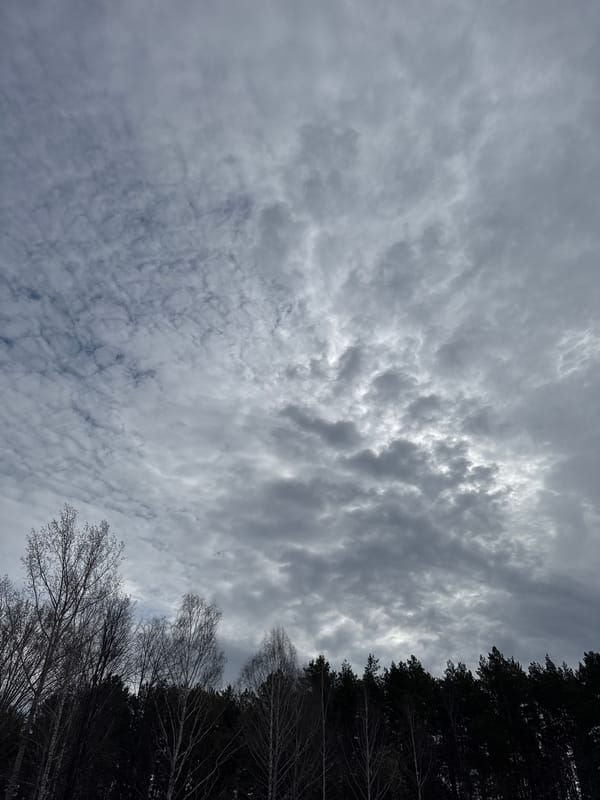 Cloudy morning sky observed above forest canopy