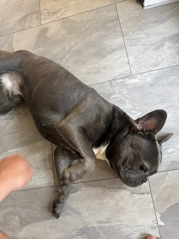 French Bulldog playtime and cooking in Ruse, Bulgaria