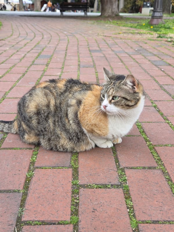 Quiet afternoon in Varna park with cats, locals documented