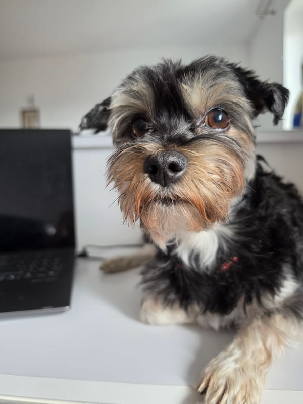 Small tri-colored dog photographed indoors in Munich
